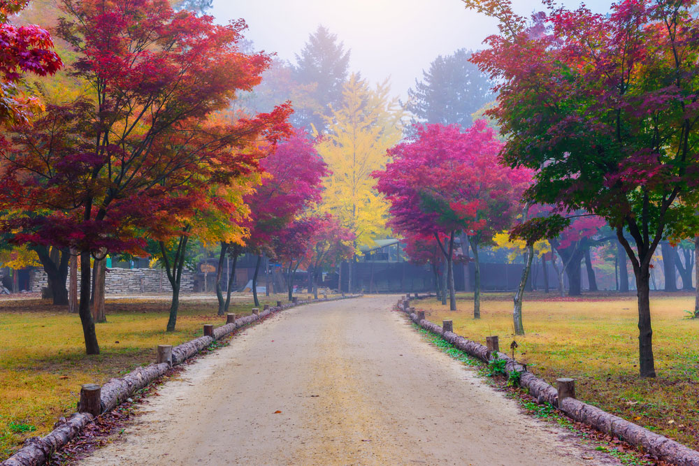 جزيرة ناميسوم