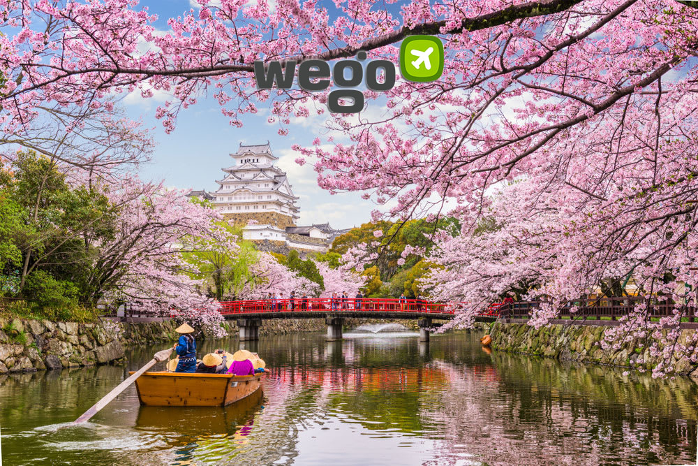 بحيرة ساكورا في اليابان: أفضل الأماكن لرؤية ازهار الكرز اليابانية 